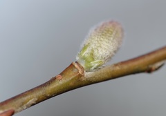 Salix miyabeana