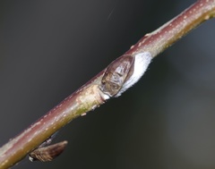Salix miyabeana