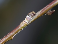Salix miyabeana