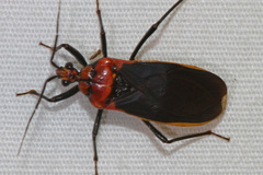 Rhiginia cinctiventris