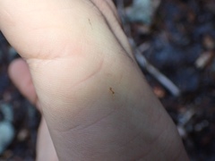 Nylanderia phantasma