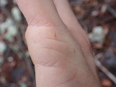 Nylanderia phantasma