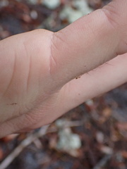 Nylanderia phantasma