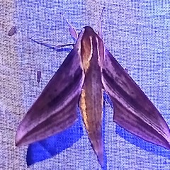 Xylophanes josephinae