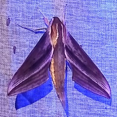 Xylophanes josephinae