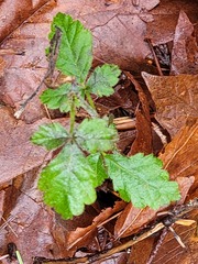 Toxicodendron diversilobum