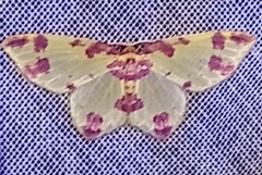 Eois camptographata