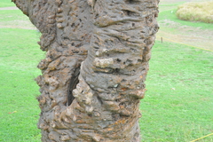 Dendrocereus nudiflorus