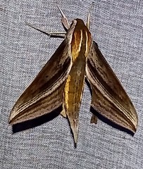 Xylophanes josephinae