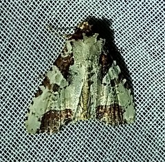 Condica hippia