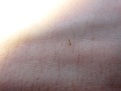 Nylanderia phantasma