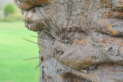 Dendrocereus nudiflorus