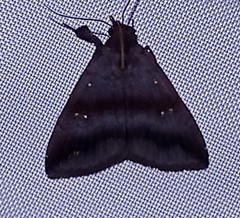 Rejectaria lysandria