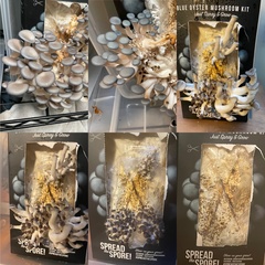 Pleurotus columbinus