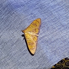 Prenesta scyllalis