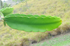 Dendrocereus nudiflorus