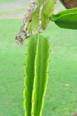 Dendrocereus nudiflorus