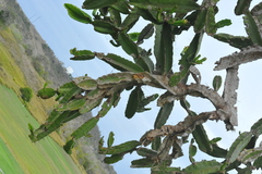 Dendrocereus nudiflorus