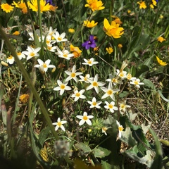 Leptosiphon parviflorus