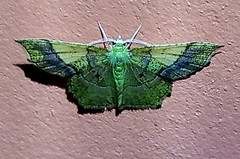Neagathia corruptata