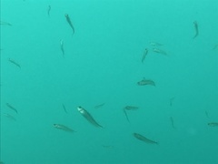 Forsterygion maryannae
