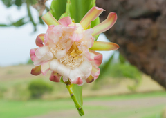 Dendrocereus nudiflorus