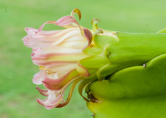 Dendrocereus nudiflorus