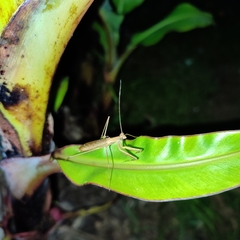 Eumusonia