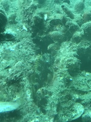 Helicolenus percoides