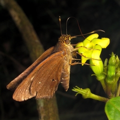 Hesperiidae