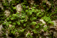 Frullania brittoniae