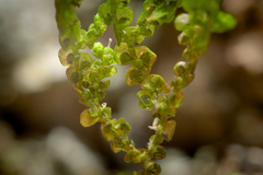 Frullania brittoniae
