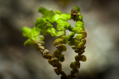 Frullania brittoniae