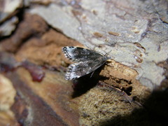 Eido trimaculella