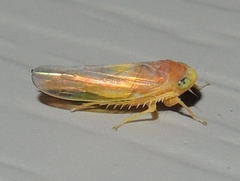 Colladonus setaceus