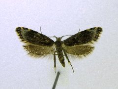 Eido trimaculella