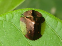 Cyrtonota serinus