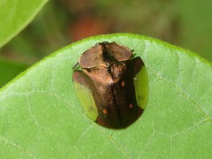 Cyrtonota serinus