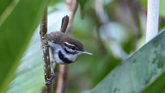 Microbates collaris