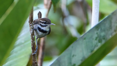 Microbates collaris