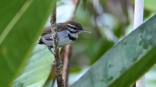Collared Gnatwren