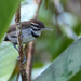 Collared Gnatwren - Photo (c) Mike Melton, some rights reserved (CC BY-NC), uploaded by Mike Melton