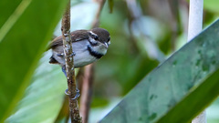 Microbates collaris