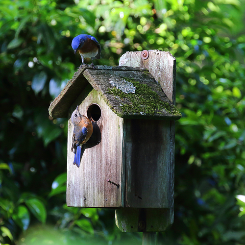 Eastern Bluebird photographed in Georgia