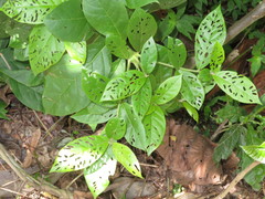 Cordia nodosa