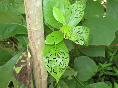 Cordia nodosa