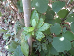 Cordia nodosa