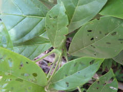 Cordia nodosa