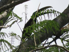 Pteroglossus castanotis