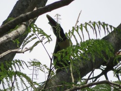 Pteroglossus castanotis